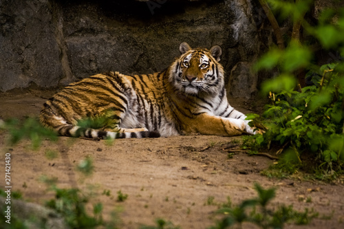 Fototapeta Naklejka Na Ścianę i Meble -  16.05.2019. Berlin, Germany. Zoo Tiagarden. A big adult tiger among greens. Wild cats and animals.