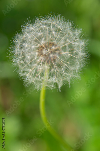 White fluffy dandelion on a background of green grass in the afternoon in summer. Beautiful White fluffy dandelion on a background of green grass
