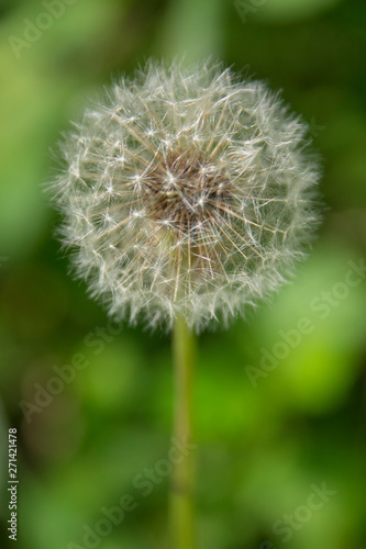 White fluffy dandelion on a background of green grass in the afternoon in summer. Beautiful White fluffy dandelion on a background of green grass