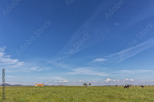 Green pasture field with dairy cows. And typical cottage of the south of portugal. House Alentejo. photo