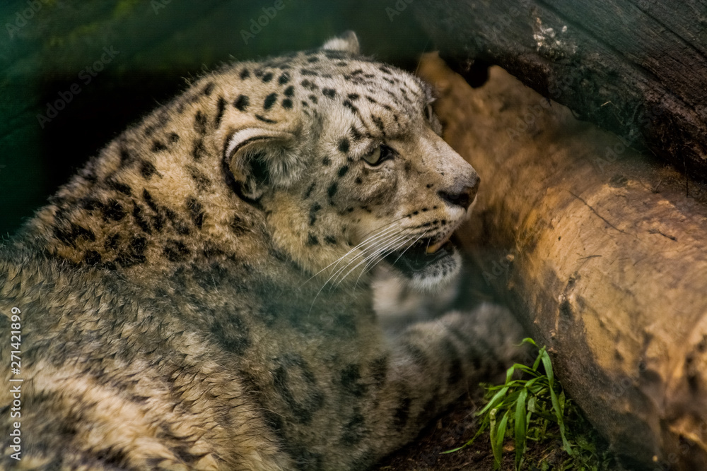 16.05.2019. Berlin, Germany. Zoo Tiagarden. The snow leopard lies among greens and growls. Wild cats and animals. 16.05.2019. Berlin, Germany. Zoo Tiagarden. The snow leopard lies among greens and growls. Wild cats and animals.