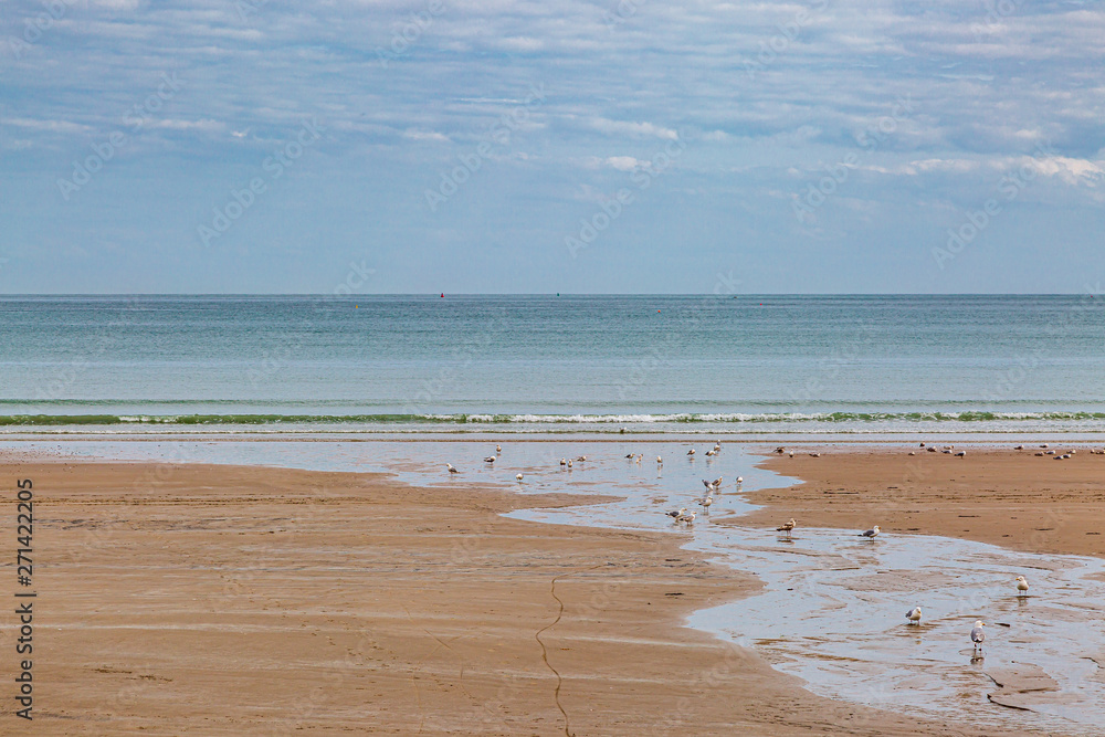 Seagulls on the shoreline of a sandy beach, on the island of Jersey Seagulls on the shoreline of a sandy beach, on the island of Jersey