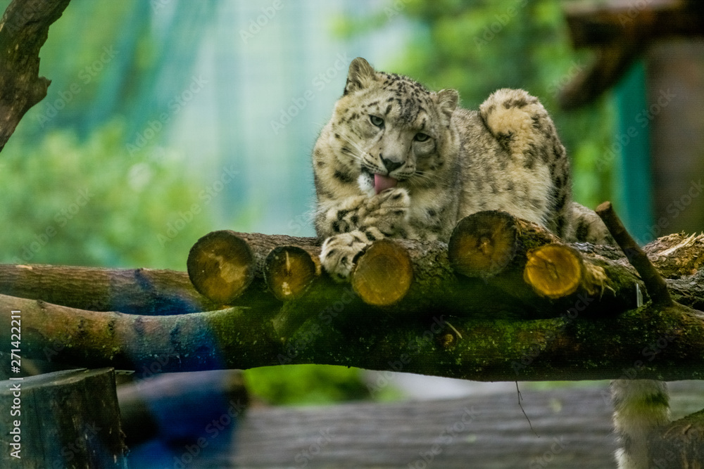 16.05.2019. Berlin, Germany. Zoo Tiagarden. The snow leopard lies on wood among greens and is lazy licks paws. Wild cats and animals.