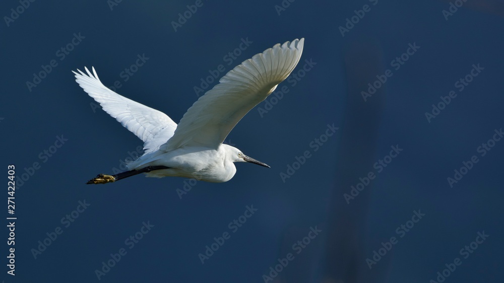 Little Egret (Egretta garzetta), Greece Little Egret (Egretta garzetta), Greece