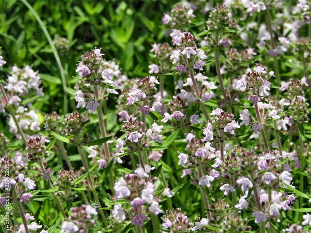 Flowers of the species Nepeta Nuda Flowers of the species Nepeta Nuda