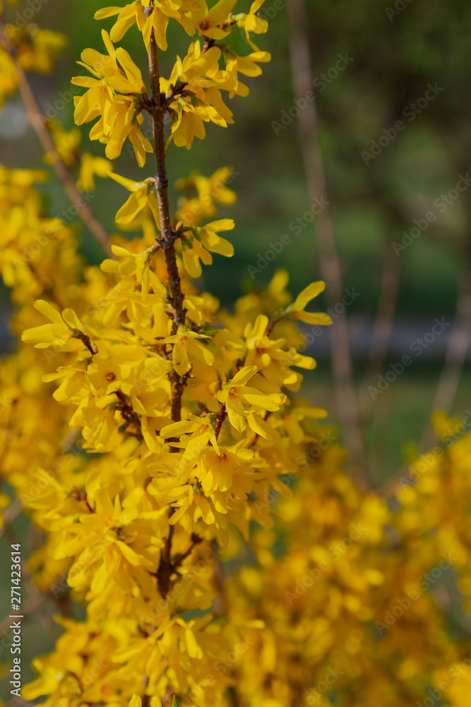 Beautiful yellow flowers on a tree in the park. Beautiful yellow flowers on a tree in the park.