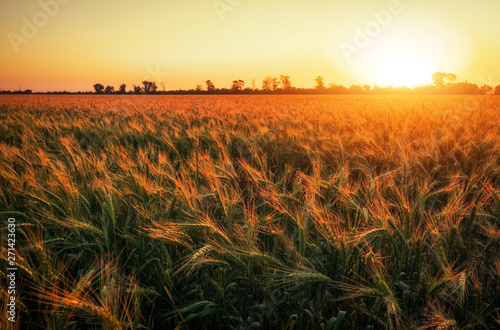 Wheat field at sunset. Beautiful evening landscape. Spikelets of wheat turn yellow. Magic colors of sunset light