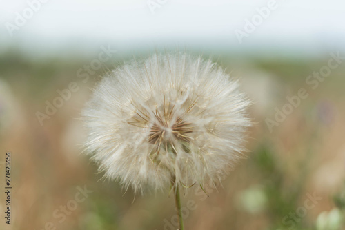 Mature dandelion on a green background. Selective focus.