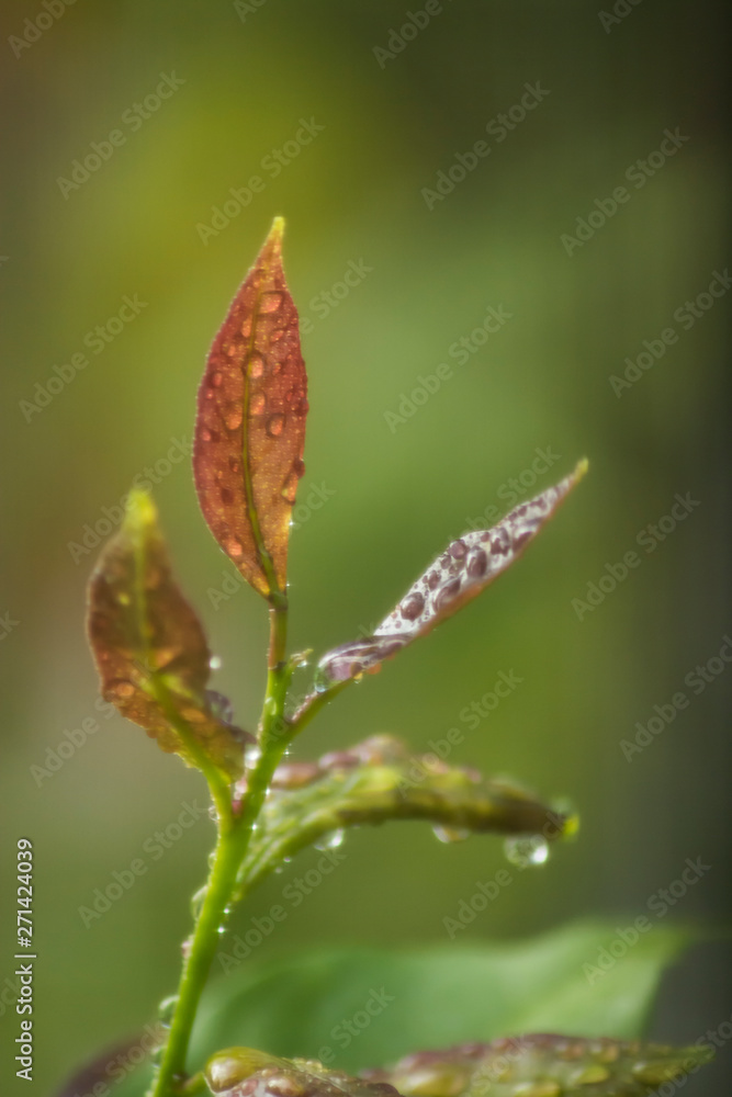 wet leaves with drops after the rain wet leaves with drops after the rain