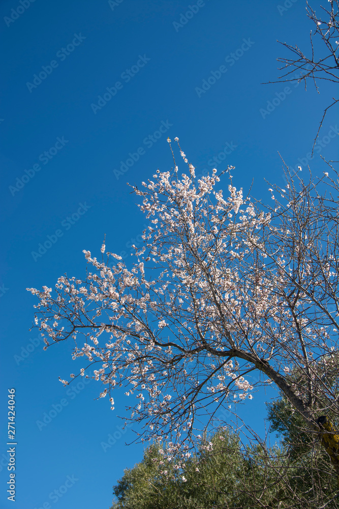 Almond tree in bloom in spring, almond blossom