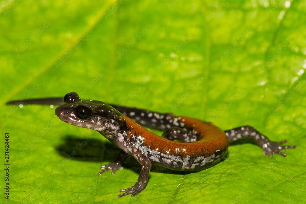 Fototapeta premium Yonahlossee Salamander (Plethodon yonahlossee)
