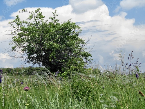 Tree, grass and blue sky