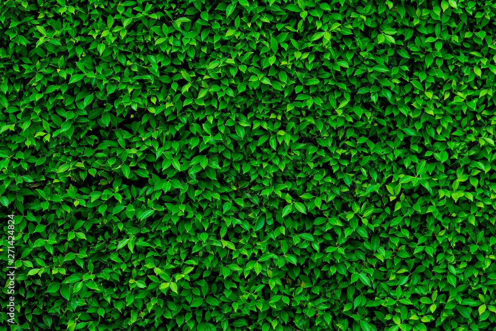 Backdrop and texture of green leaves natural wall