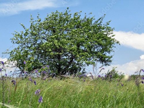 Tree, grass and blue sky