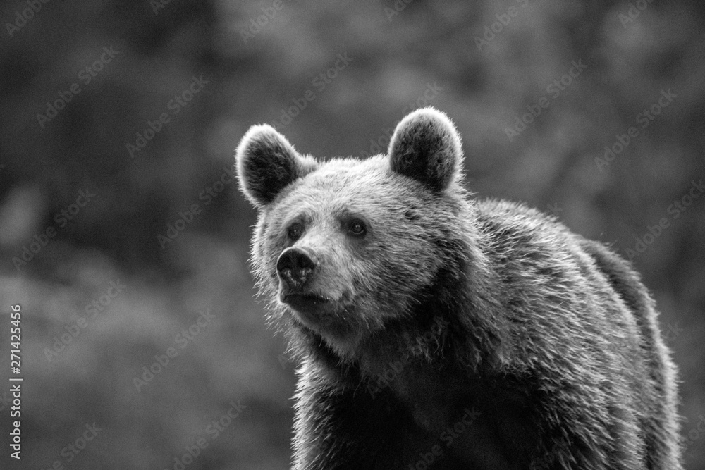 Obraz premium Young brown bear in the wild- Romania