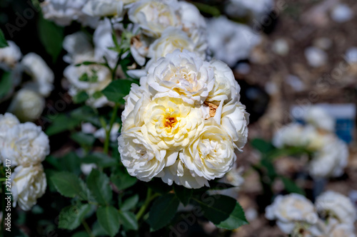 White roses in full blooming at Ayabe garden in Japan