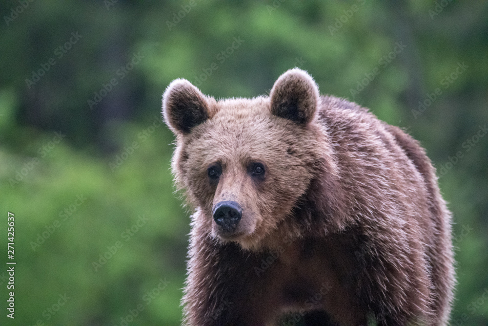 Young brown bear in the wild- Romania