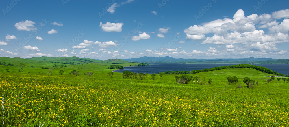 Fototapeta premium Panoramic photo of a field of yellow flowers and bright blue sky with fluffy clouds