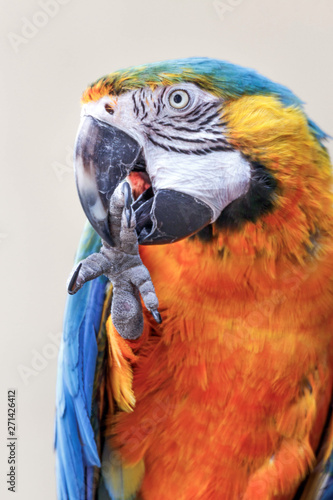schöner bunter Ara in einem...