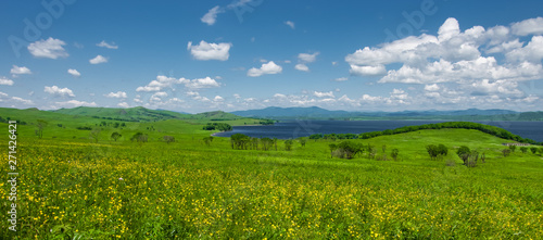 Panoramic photo of a field of yellow flowers and bright blue sky with fluffy clouds