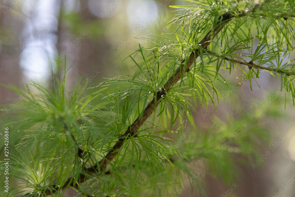 Fototapeta premium Green tree branch with dew drops. Background