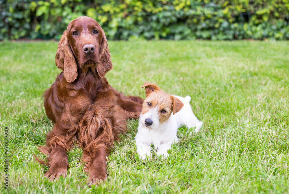 Pet dog friendship, relationship concept - happy cute dog friends resting in the grass in summer