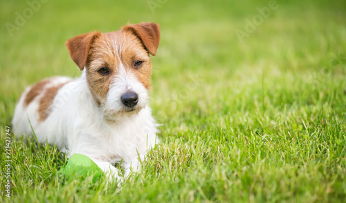Lazy resting happy pet dog puppy laying in the grass, web banner, summer background with copy space