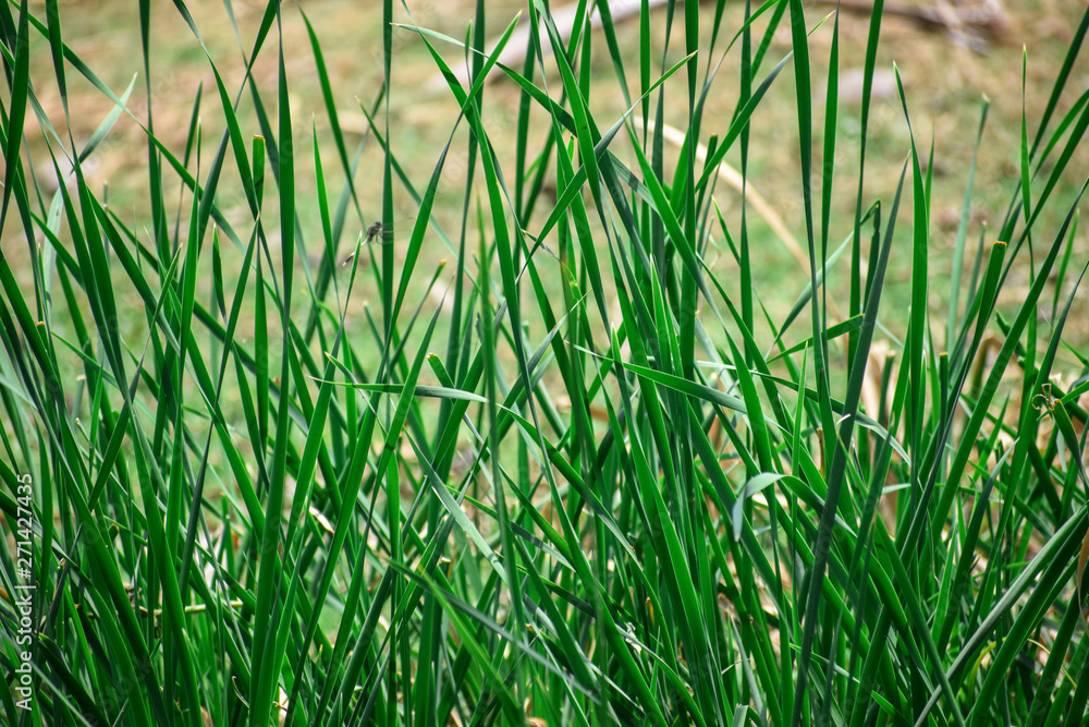 Obraz premium Typha orientalis