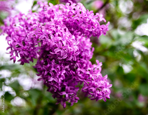 Purple-pink lilac flowers of Microphylla against blurred background of green garden. Petals small pink in spring sunny day. Selective focus. Concept of nature of North Caucasus for design.