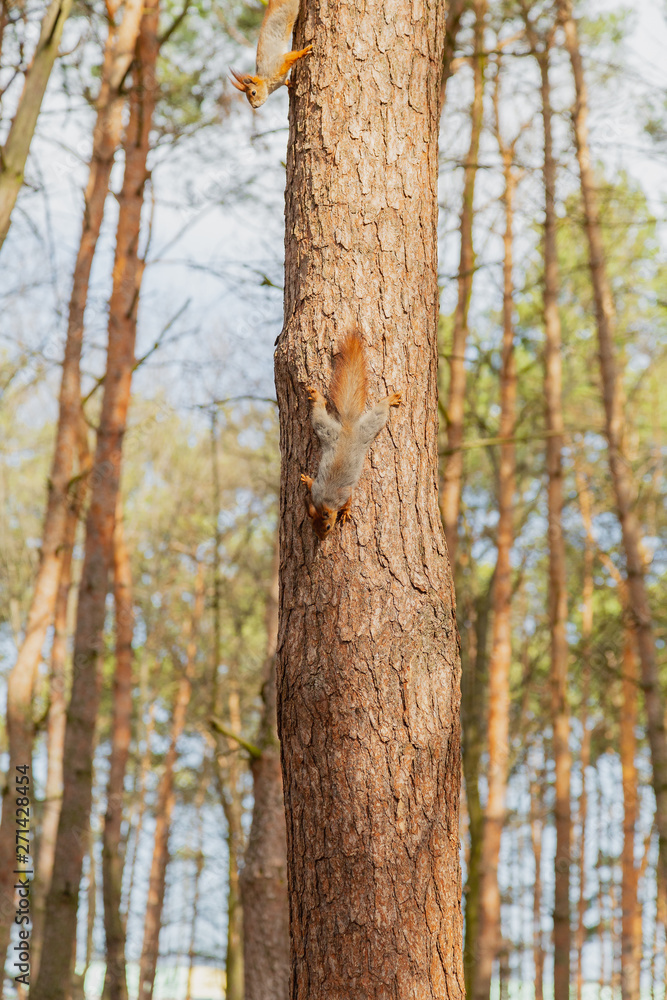 Red squirrel sitting on a tree in the forest. Red squirrel sitting on a tree in the forest.