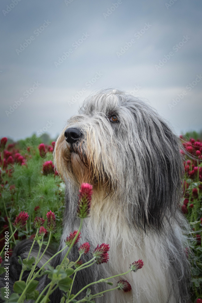 Portrait of bearded collie, who is hidding in tall pink shamrock. 