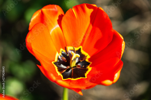 close up of red tulips in spring  frankfurt  germany