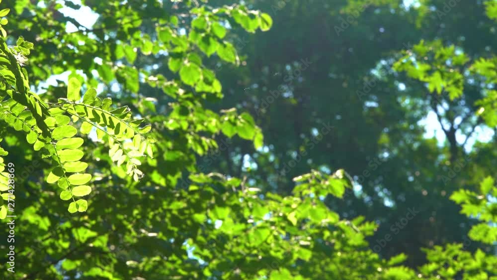 Beautiful sunny 4k natural green video background with selective focus at branch in foreground. Beautiful sunny 4k natural green video background with selective focus at branch in foreground.