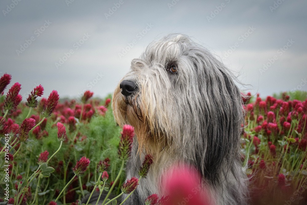 Portrait of bearded collie, who is sitting in shamrock
