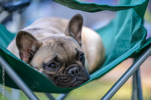 French bulldog rests on a cloth chair