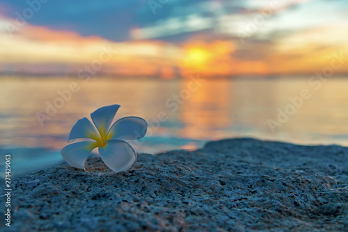 Tropical frangipani white flower near the sunset beach. flower spa. Copy space.