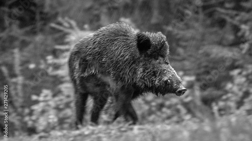 Close up of an isolated hairy wild bore in the forest during winter rain- Romania 