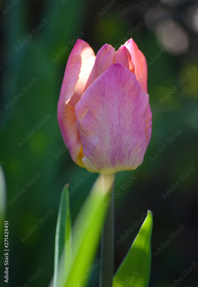 Fototapeta premium Tulip
