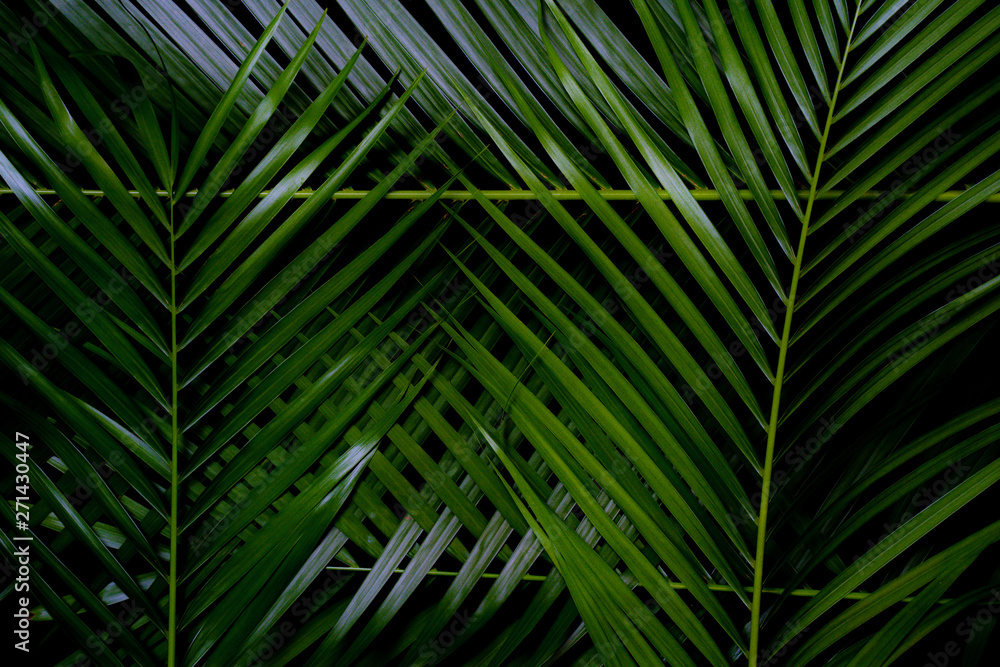 Green leaf layout, dark tropical tone, creative, Wang Rabat natural summer concept, Phuket Thailand Green leaf layout, dark tropical tone, creative, Wang Rabat natural summer concept, Phuket Thailand