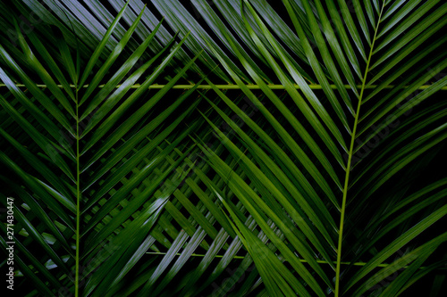 Green leaf layout, dark tropical tone, creative, Wang Rabat natural summer concept, Phuket Thailand © Stock.Foto.Touch