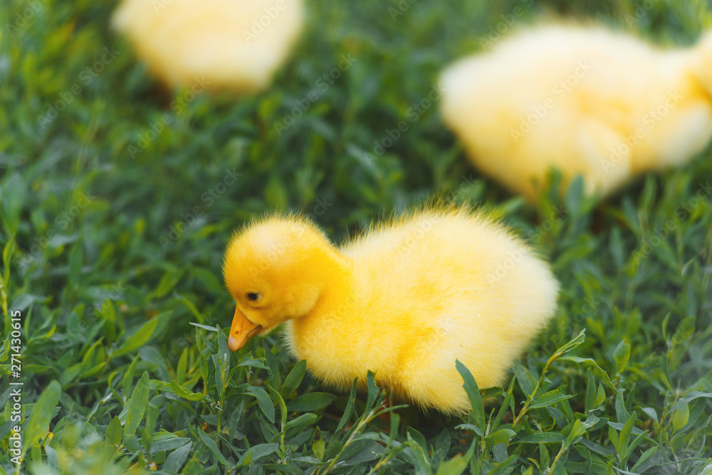 A small cute yellow duckling on green grass A small cute yellow duckling on green grass