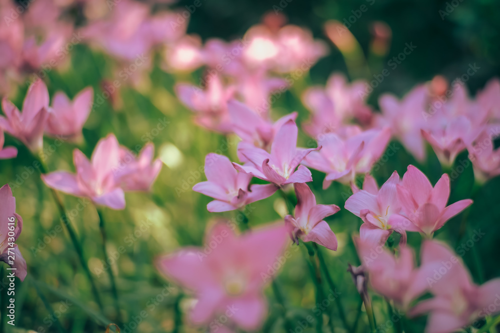 Fairy Lily Fairy Lily