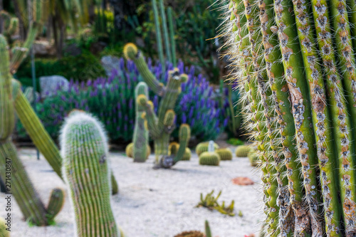 Cactus park in Barcelona