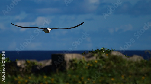 Albatross mating, nesting, and in flight the Peace and Grace of the Albatross gliding above deep blue seas and in cloudy blue skies large wing spans perfect portrait of calm, grace, peace