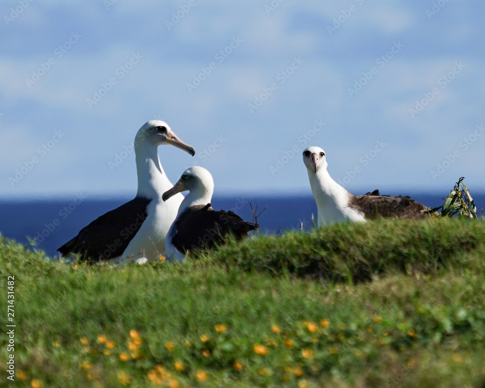 Fototapeta premium Albatross mating, nesting, and in flight the Peace and Grace of the Albatross gliding above deep blue seas and in cloudy blue skies large wing spans perfect portrait of calm, grace, peace