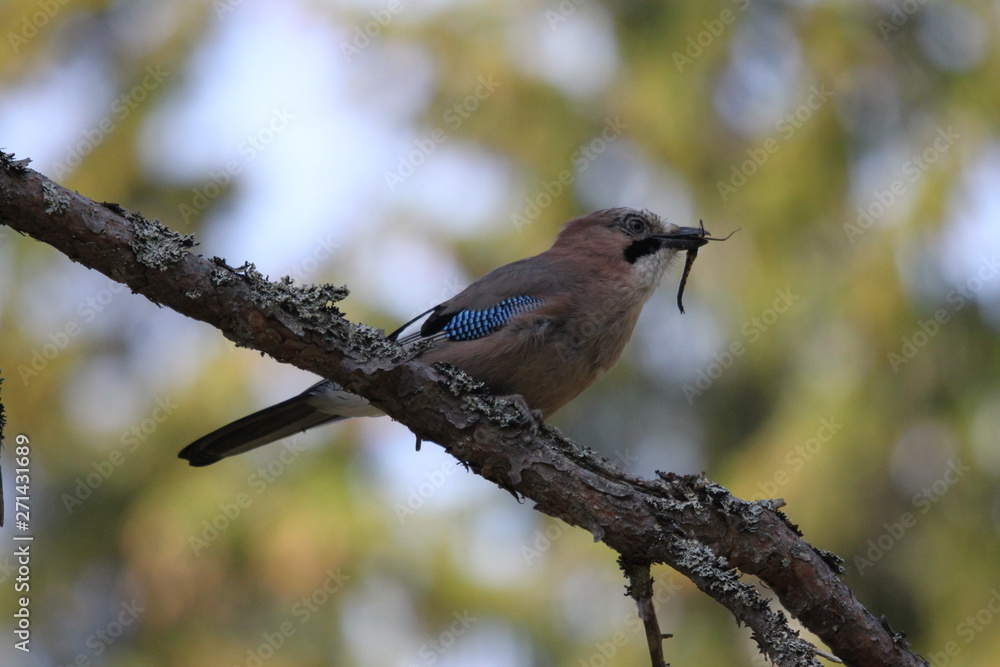 Obraz premium A eurasian jay sitting on a branch