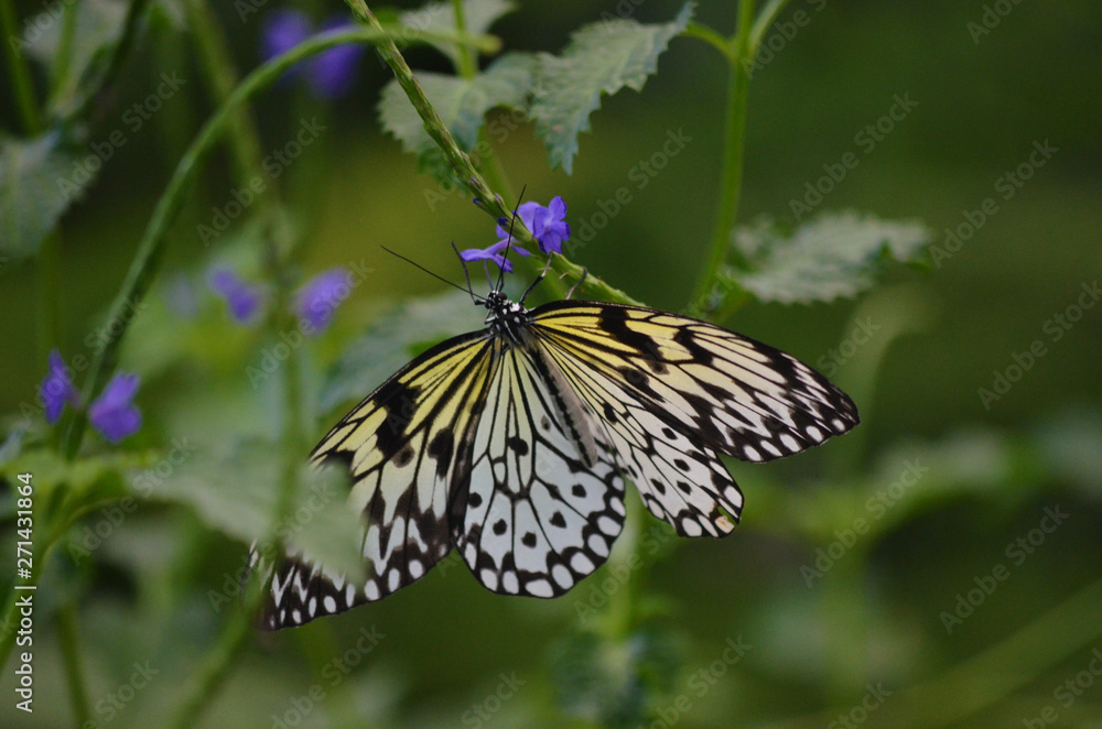 Fototapeta premium butterfly