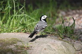 A white wagtail looking for food 