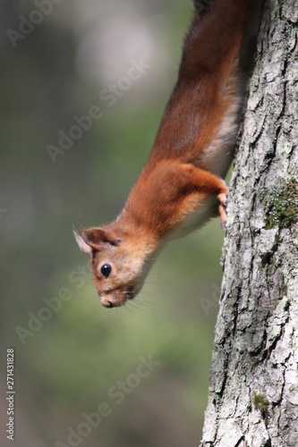 A squirell in a tree