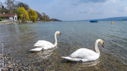 White swan in water scene